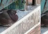 尔滨中央大街鸽子被游客喂成鸽猪 网友：这也太胖了