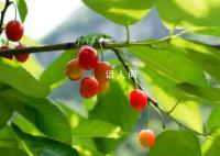 价格差5倍 樱桃和车厘子有什么区别