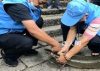 往长江放生鳄雀鳝?宜宾辟谣