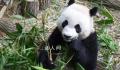 大熊猫叻叻将启程返回中国 当天将返抵中国成都