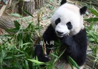 大熊猫叻叻将启程返回中国 当天将返抵中国成都