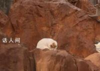 昆明动物园回应猴群与流浪猫共处 为灭鼠患收容流浪猫