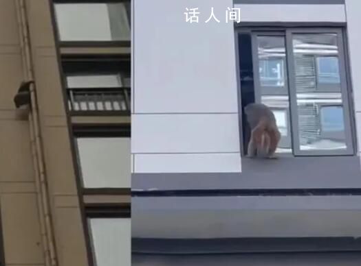 猴子闯小区徒手攀爬33层高楼 这些野猴是从附近山上跑出来的