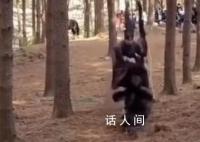 韩国剧组虐马致死被罚 处以KBS电视台及相关工作人员罚金