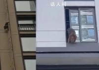 猴子闯小区徒手攀爬33层高楼 这些野猴是从附近山上跑出来的