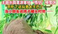 游客给悟空喂雪饼被嫌弃太干不吃 这玩意儿太干巴了嚼得我牙疼