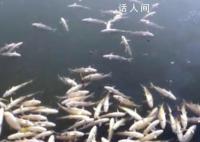 河面漂浮死鱼,民警不管?