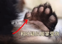 大熊猫和叶因伤暂停营业 兽医已第一时间检查和叶前掌伤处