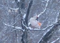 朱鹮雪中起舞水墨画瞬间活了起来 与雪景相映成趣