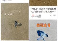 三亚沙滩现多起剧毒水母伤人事件 不过并不严重