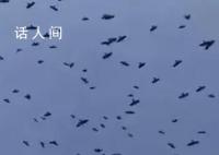 连云港连续多日出现密密麻麻的鸟类 恍如电影片段