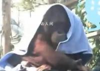 广州动物园猩猩冷到披上毯子 这天气快给猩猩安排上暖风机和毛毯