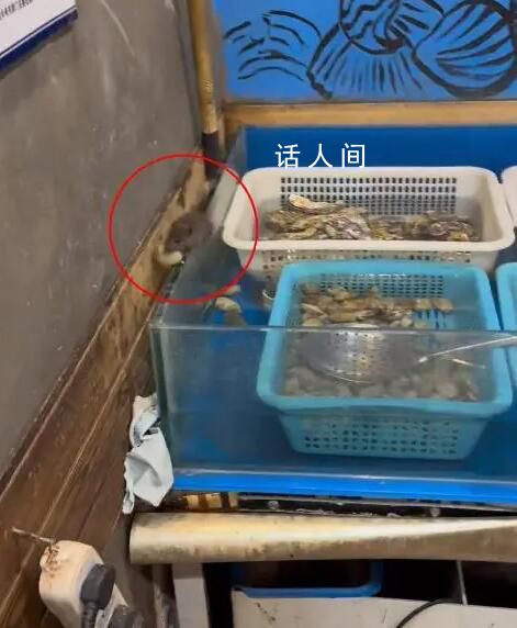 男子在饭店吃烧烤 看见老鼠叼着海鲜