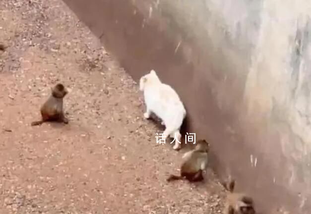 昆明动物园:立即诱捕将猫移出猴山