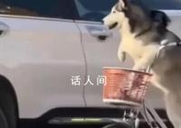 狗狗骑着卖切糕老板的车走了 后狗主人赔了切糕老板8000元