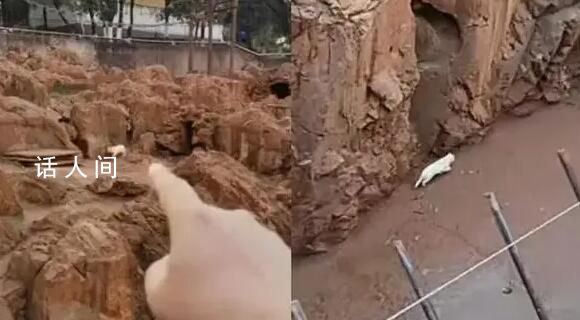 昆明动物园消失1天的猫现身 闭园后将继续对猫的情况进行确认