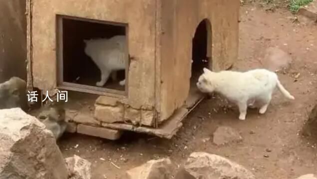 “猫猴共处”风波中的昆明动物园 将认真反思改进工作中的不足和差距