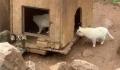“猫猴共处”风波中的昆明动物园 将认真反思改进工作中的不足和差距