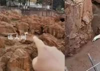 昆明动物园消失1天的猫现身 闭园后将继续对猫的情况进行确认