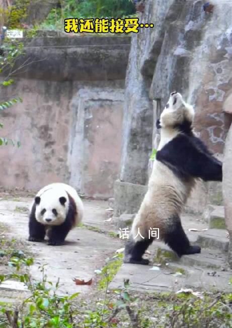 花花和它一米八的长腿妹妹 看大熊猫的和不看大熊猫的都沉默了