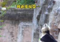 花花和它一米八的长腿妹妹 看大熊猫的和不看大熊猫的都沉默了