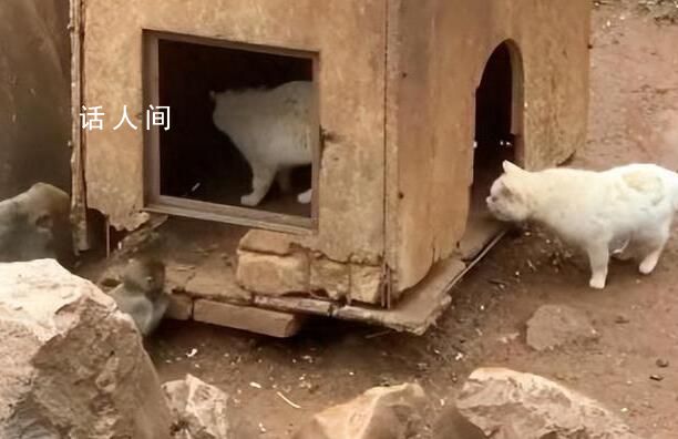 小动保:猫被猴子长期欺负变得很乖
