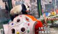 大熊猫性感抖臀致直播间被封十分钟 网友调侃称：直播被封第一熊