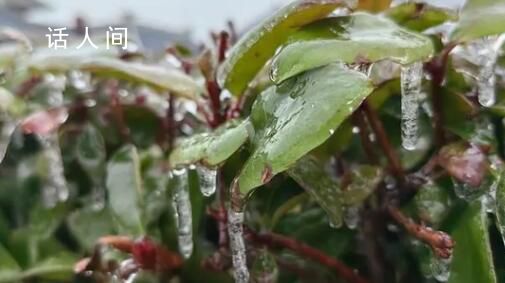 南方多地冻雨 树叶车辆“穿冰甲”