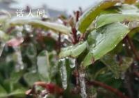 南方多地冻雨 树叶车辆“穿冰甲”