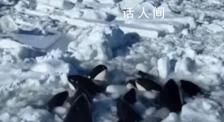 日本北海道10余头虎鲸被困浮冰 目前船只无法靠近