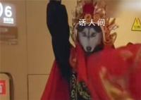 00后川剧变脸变出二哈表情包 给观众带来了一个意想不到的惊喜