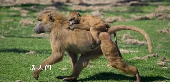 德国动物园杀一半狒狒喂其他动物 给食肉动物加餐