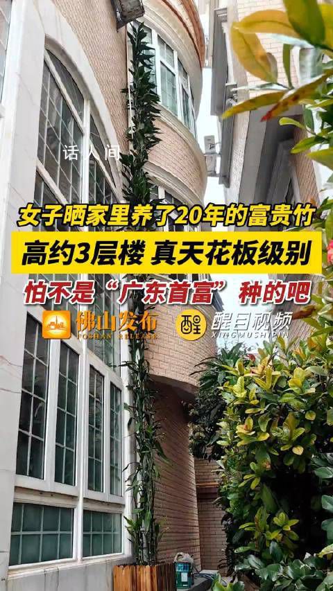 女子家养20年富贵竹 高3层楼超9米