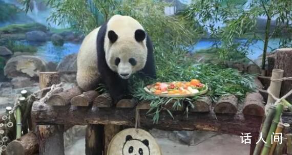 大熊猫吃饭有自己的过年仪式感 春生香果在杭州度过第一个春节