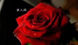 你收到的情人节玫瑰99%是假的 玫瑰到底是什么?