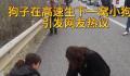 狗子在高速被堵到生下一窝狗崽 这一幕感动了无数人的心