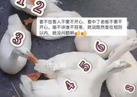 男子套大鹅精准打击 收获满满