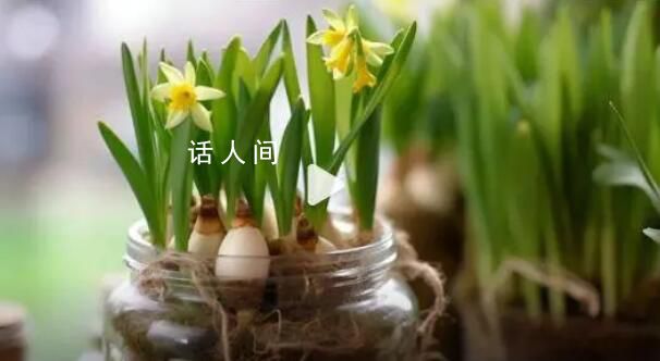 夫妻误把水仙当蒜苗吃后中毒狂吐 经治疗目前已脱离危险