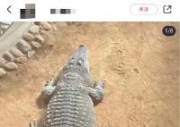 山东一动物园动物集体“胖炸” 让不少人担心它们的健康状况