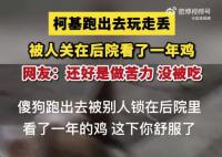 柯基跑丢后被人关鸡棚看了一年鸡 网友：柯基外出打工打工一年包吃包住