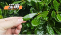 湖北已出现冰粒等七种降水形态 目前湖北降水相态类型复杂