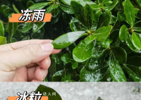 湖北已出现冰粒等七种降水形态 目前湖北降水相态类型复杂