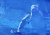 小白鲸“汤圆”成海洋馆新宠 引来很多游客在展示缸前驻足观看