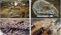 贵州发现完整恐龙化石 这是中国龙年的一个恰当发现