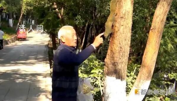 昆明大爹把小松鼠喂得随叫随到 500多万人围观