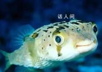 海鱼比淡水鱼更有营养?两者在营养成分上并没有太大差异