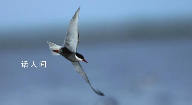 鸟儿被内蒙古的风封印了 网友：逆风的方向更适合飞翔