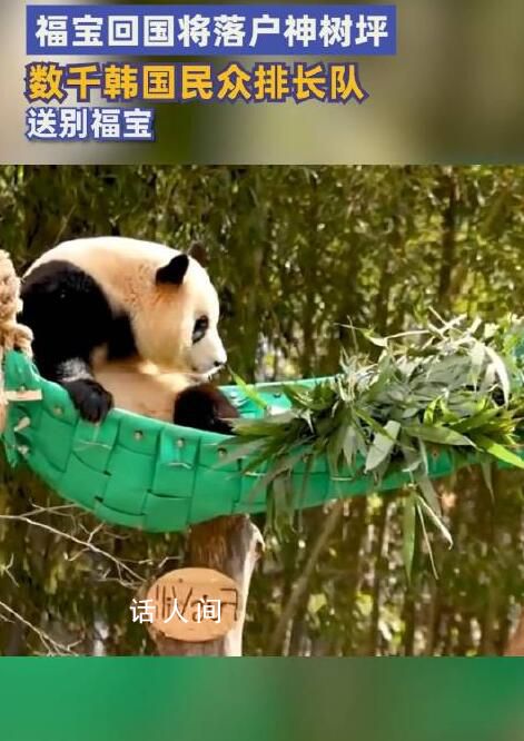 福宝回国将落户神树坪 有人排队近7小时送别
