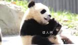 大熊猫青糍因病去世 病情极其危重抢救无效于3月23日离开了我们