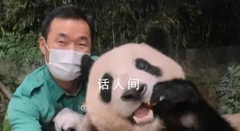 福宝将同姜爷爷一起回国 落户汶川